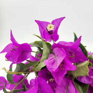Bougainvillea After Sun Oleogel