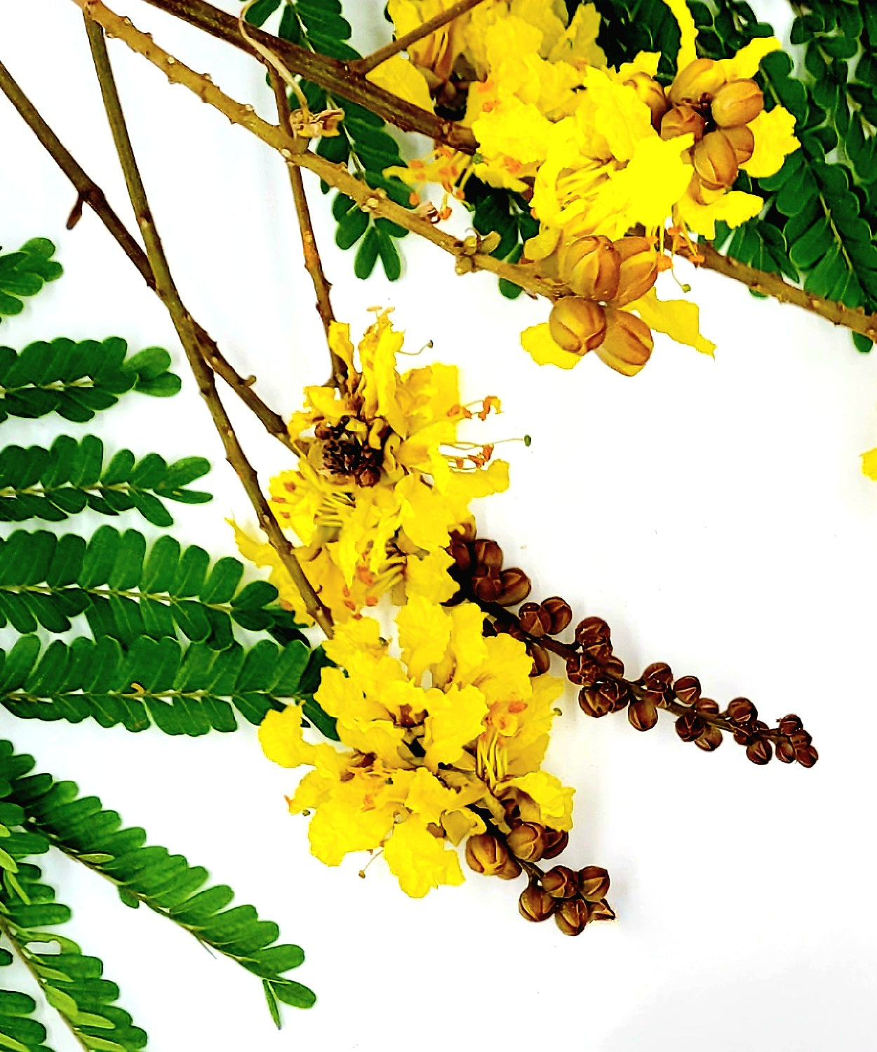 Siar Seeds Siar Tree Flower Smooth & Firm – Wildflower Skincare Lab