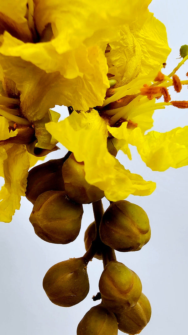 Siar Seeds Siar Tree Flower Smooth & Firm