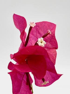 Bougainvillea Day Cream